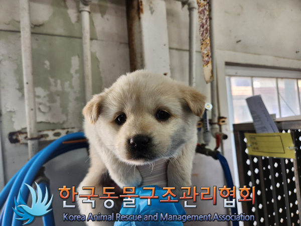 한국동물구조관리협회_441409202500192